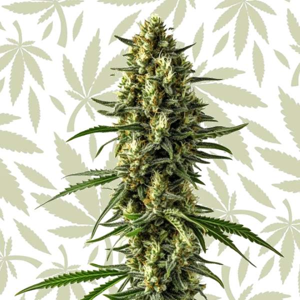 Mamba Negra CBD Auto cannabis strain plant