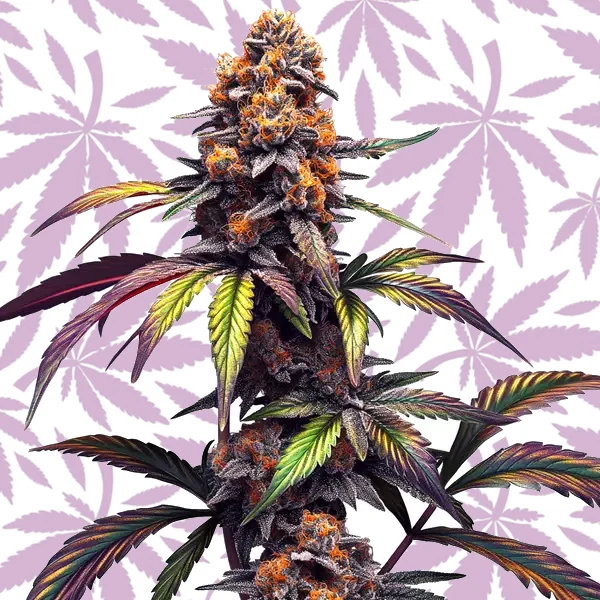 Mamba Negra CBG cannabis strain plant