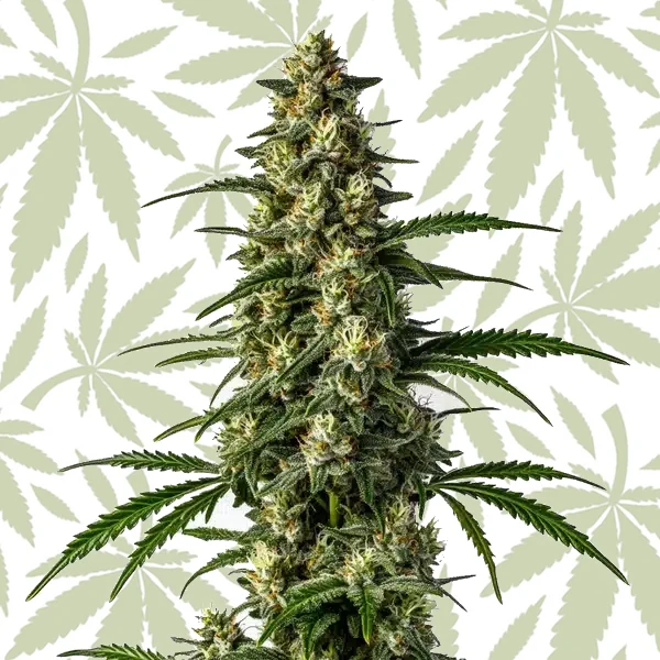 Mamba Negra FBV cannabis strain plant