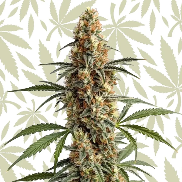 Mamba Negra cannabis strain plant