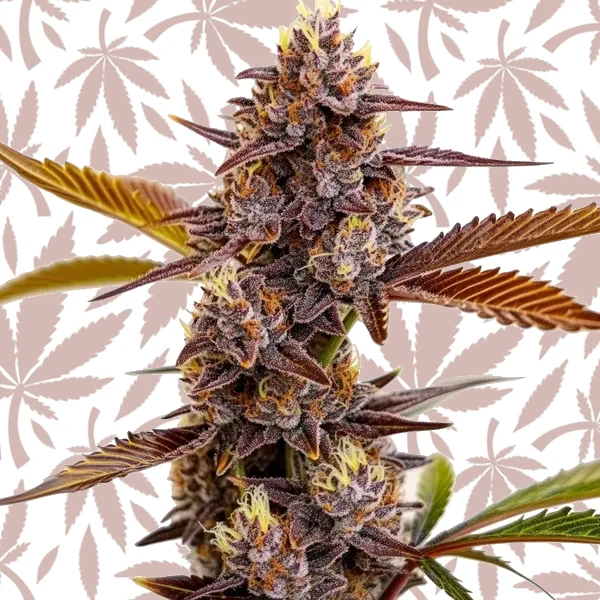 Mandarin Cookies cannabis strain plant
