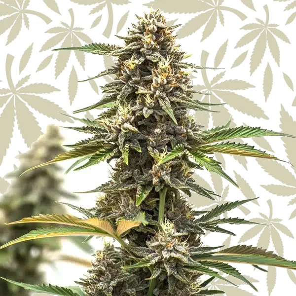 Mandarine Auto cannabis strain plant