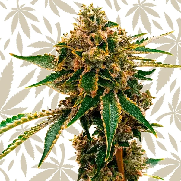 Mango Kush cannabis strain plant