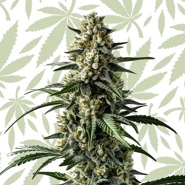 Mango cannabis strain plant