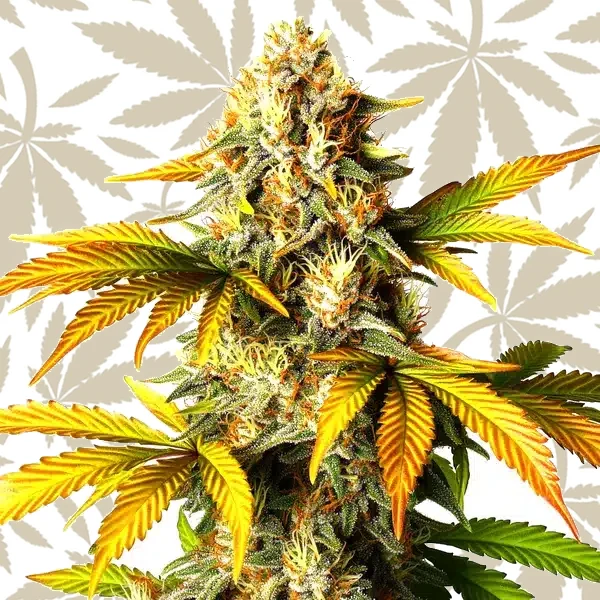 Maple Leaf cannabis strain plant