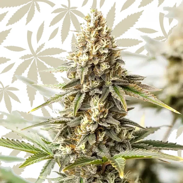 Maracuya Auto cannabis strain plant