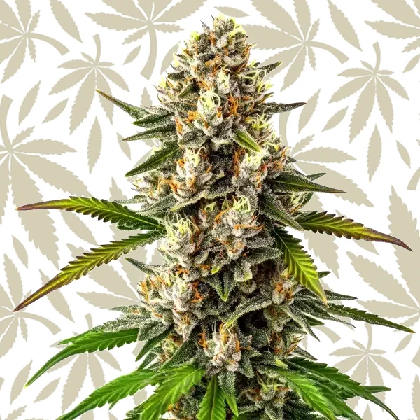 Maracuya Regular cannabis strain plant