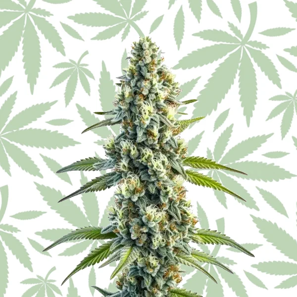 Master Kush Regular cannabis strain plant