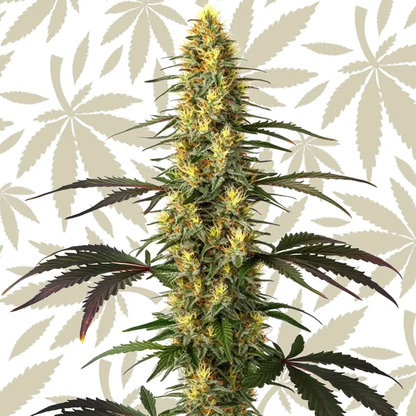 Master Kush cannabis strain plant