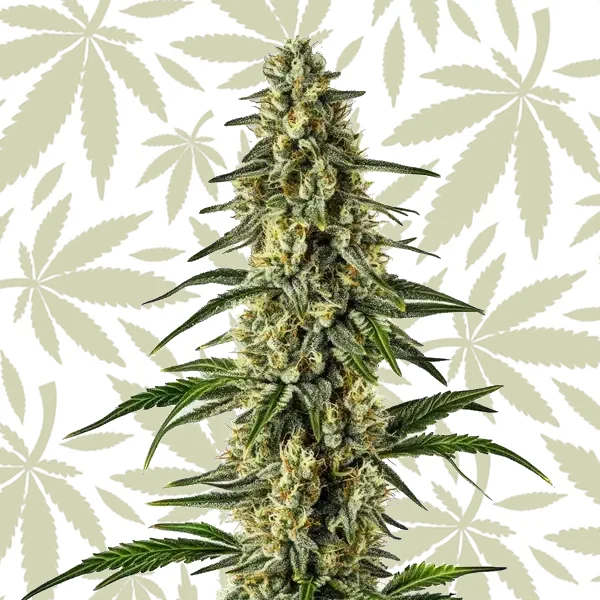 Matanuska Tundra Fast Version cannabis strain plant