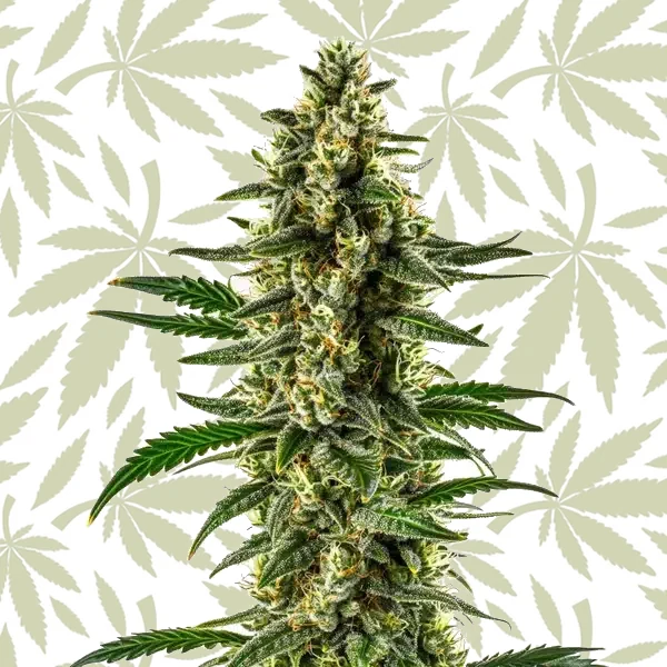 Matanuska Tundra Regular cannabis strain plant