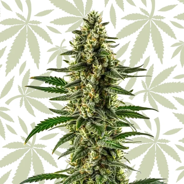 Matanuska Tundra cannabis strain plant