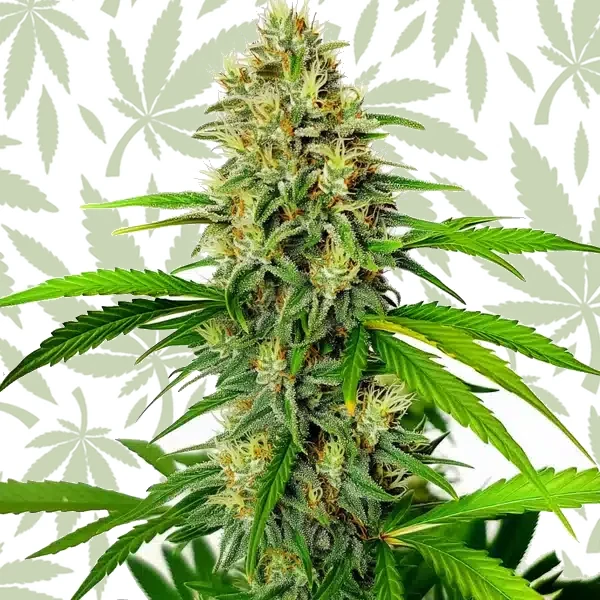 Maxigom Auto cannabis strain plant