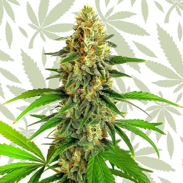 Mazar Auto cannabis strain plant