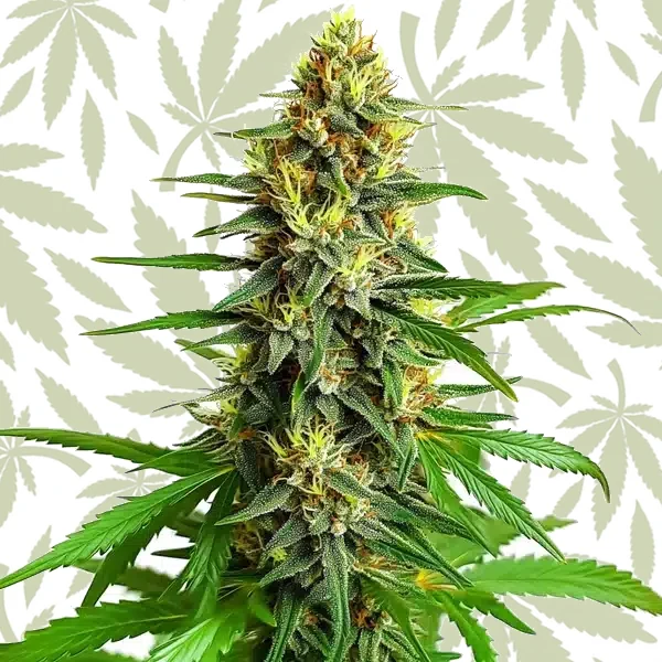 Mazar Regular cannabis strain plant