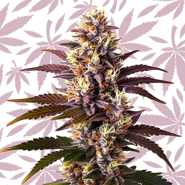 Mazar x Blueberry cannabis strain plant