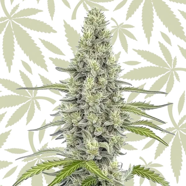 Mazar cannabis strain plant