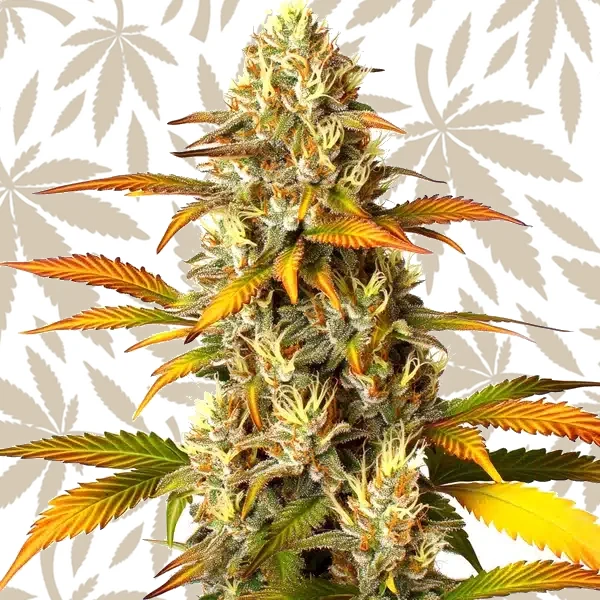 Melon Gum cannabis strain plant