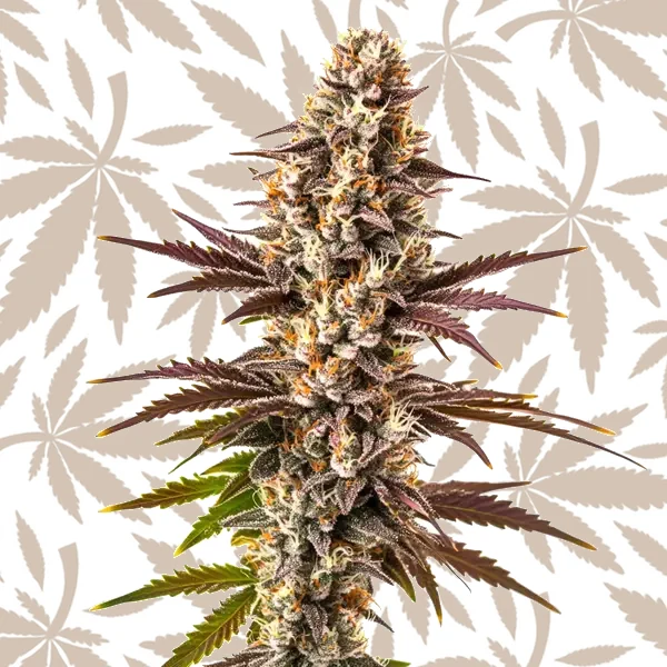 Melonade cannabis strain plant