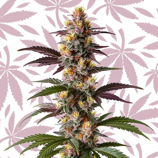Mendocino Purple Kush Fast Version cannabis strain plant