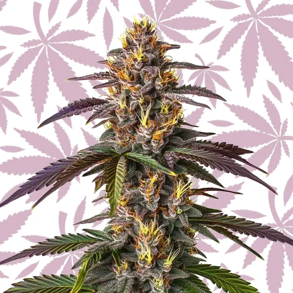 Mendocino Purple Kush cannabis strain plant