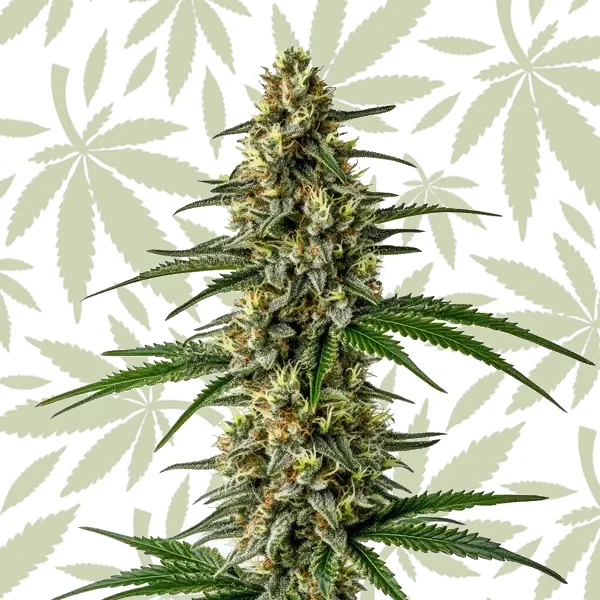 Mexican Haze cannabis strain plant