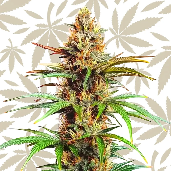 Mexican Red Hair Auto cannabis strain plant