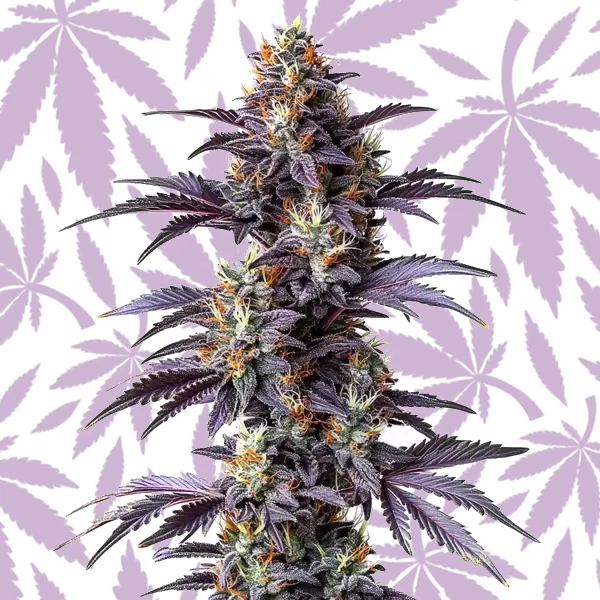Mimosa Cake Auto cannabis strain plant