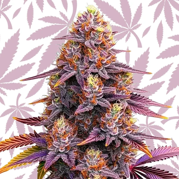 Mimosa F1 cannabis strain plant