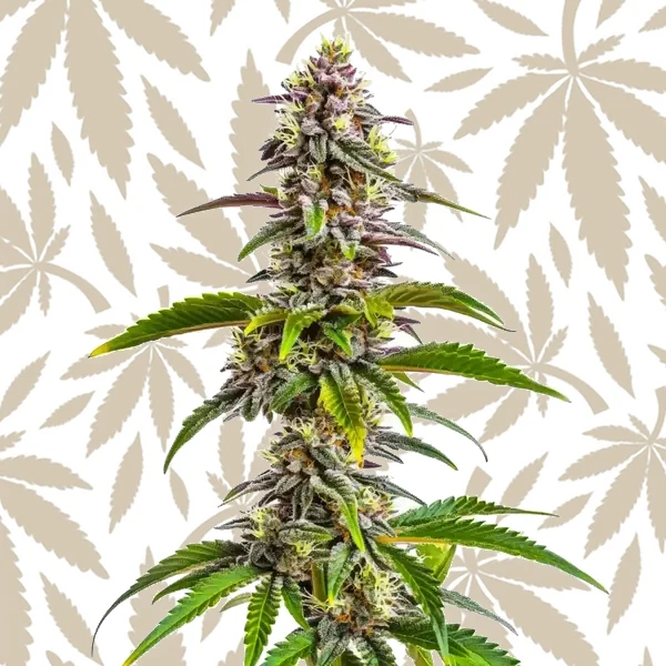Mimosa Wedding Cake Auto cannabis strain plant