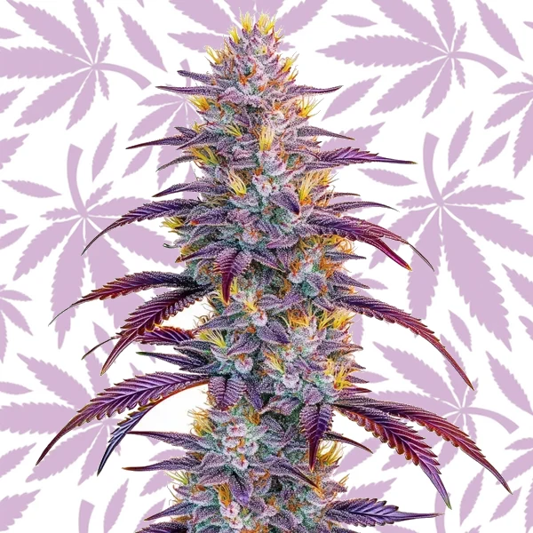 Mimosa cannabis strain plant