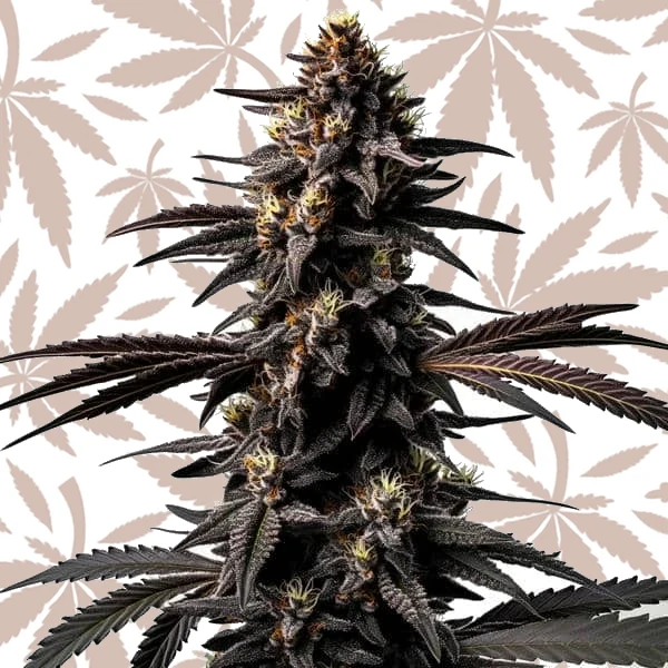 Miracle Alien Cookies cannabis strain plant
