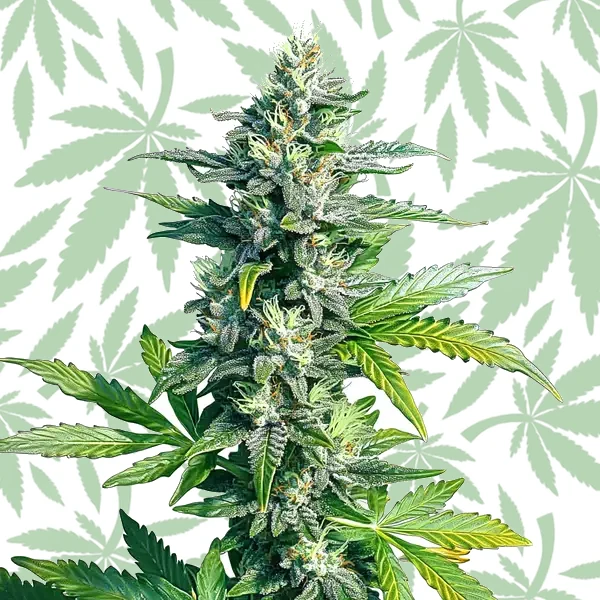 MK Ultra cannabis strain plant