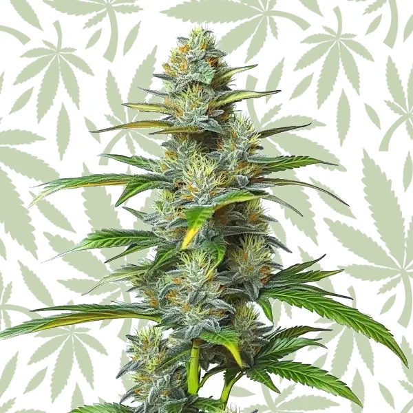 Moby Dick Autoflower cannabis strain plant
