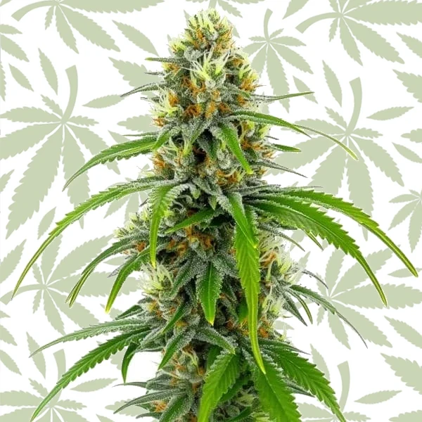 Moby Dick cannabis strain plant