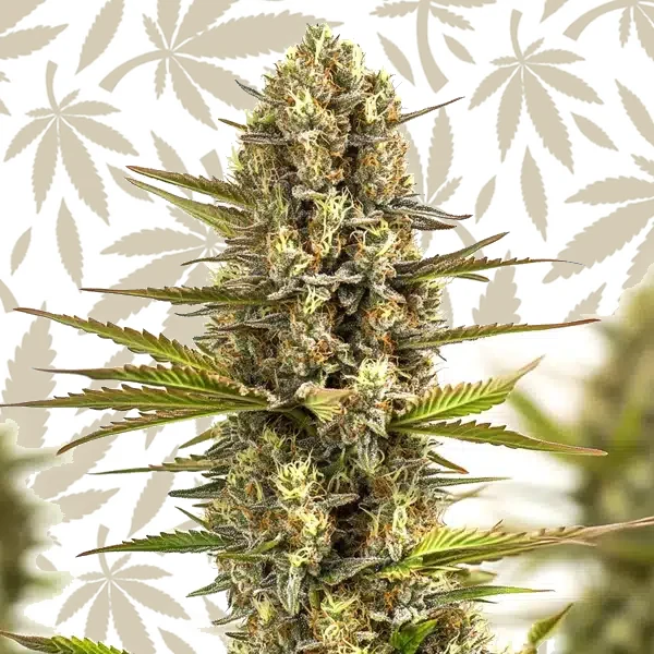 Moby Plant cannabis strain plant