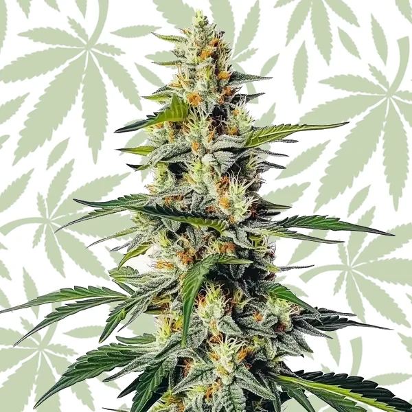 Moby Regular cannabis strain plant
