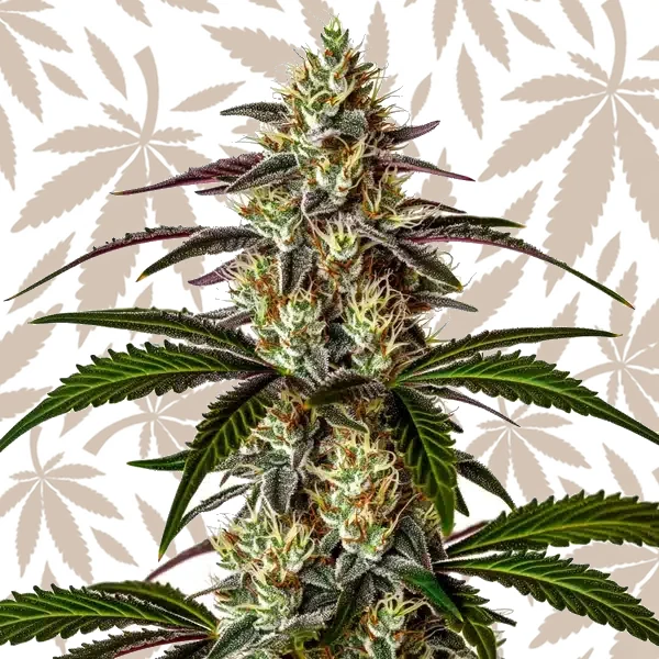 Moby x Do-Si-Dos cannabis strain plant