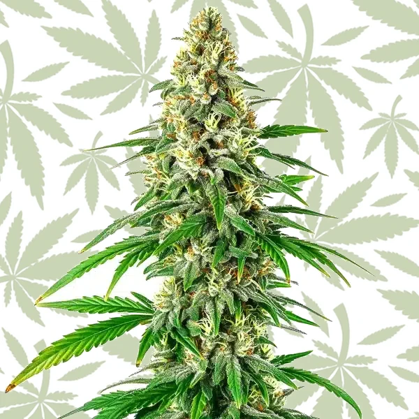Mochalope Regular cannabis seed pack