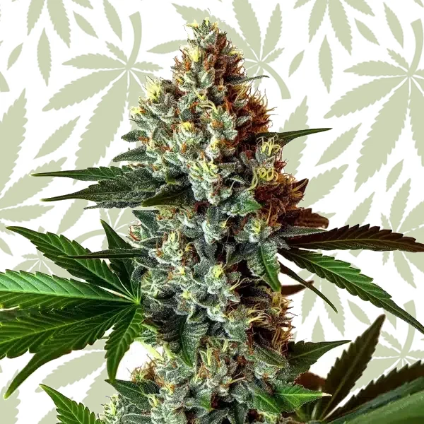 Mochalope x Do-Si-Dos cannabis strain plant
