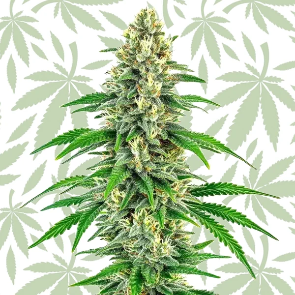 Mochalope cannabis strain plant