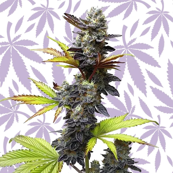 Mochi Gelato cannabis strain plant