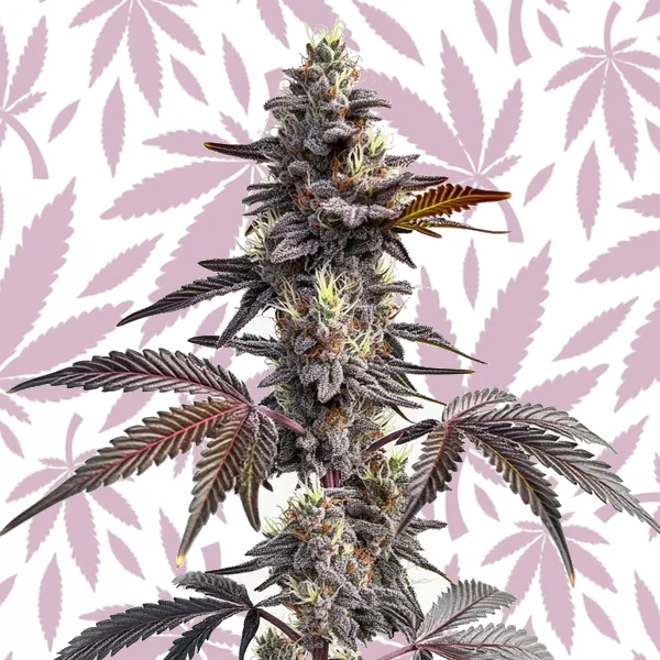 Modified Grapes cannabis strain plant