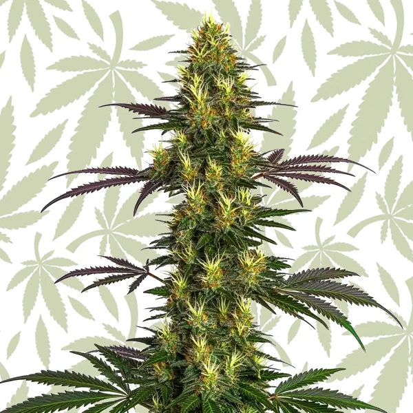 Mohan Ram cannabis strain plant