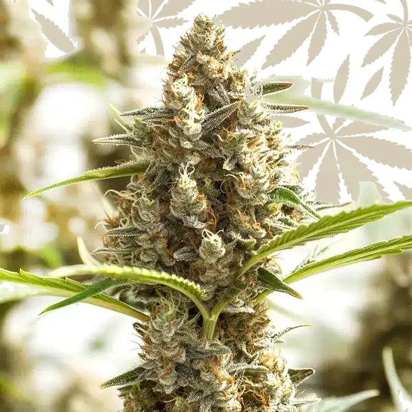 Monkey OG cannabis strain plant