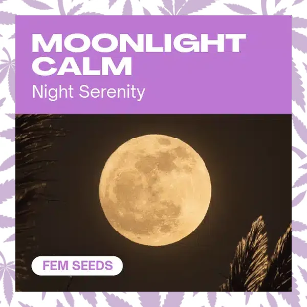 Moonlight Calm cannabis strain plant