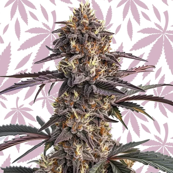 Moonshine Cookies Auto cannabis strain plant