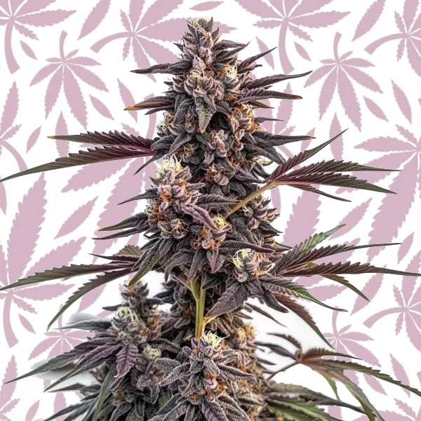 Moonshine Cookies cannabis strain plant