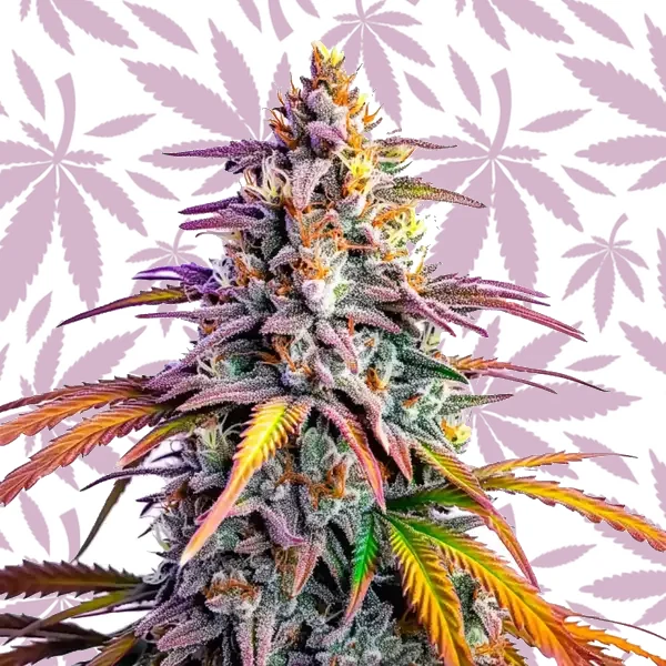 Motor Breath x Honey Drop cannabis strain plant