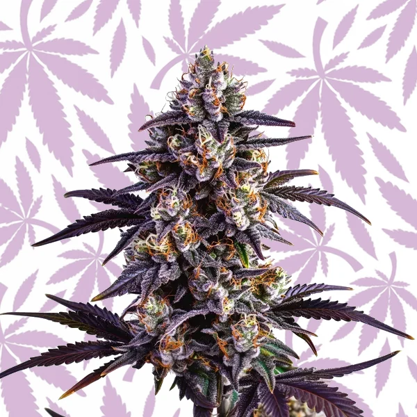 Motor Breath cannabis strain plant